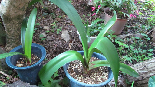 IMG_1367.jpeg IMG 1367