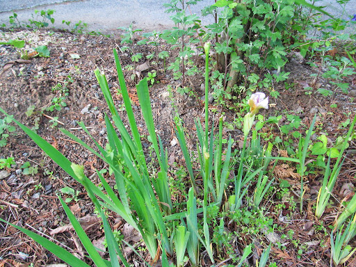 IMG_4468.JPG IMG 4468